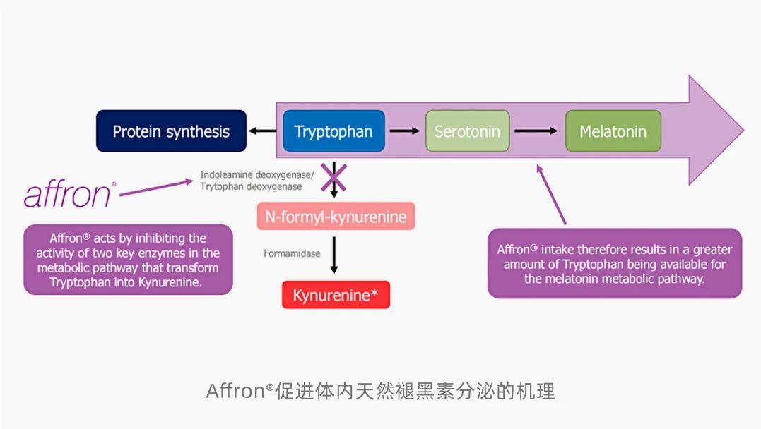 新研究|Affron®藏红花提取物有助于促进人体内天然褪黑素的产生(图1)