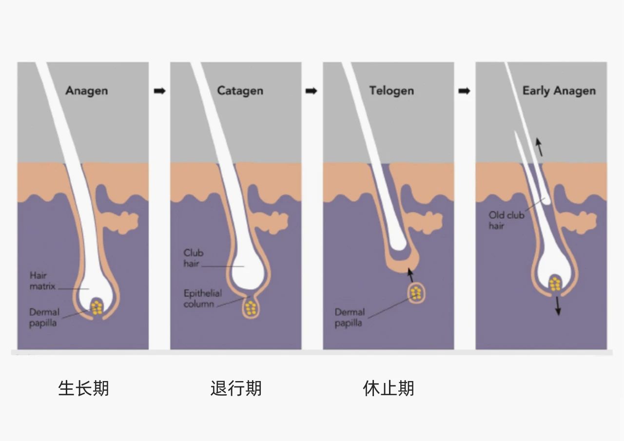 破防脱市场同质化套路，看小小豌豆苗如何拿捏2.5亿脱发人群！(图3)