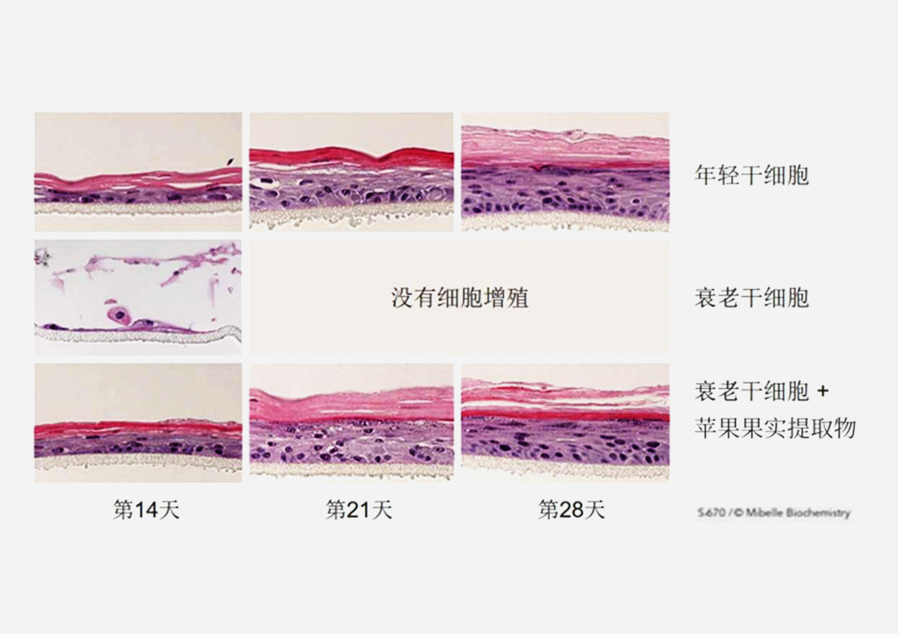 苹果文章图片5.jpg