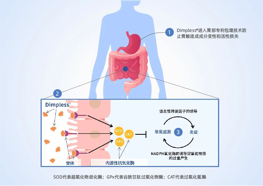 诚一重磅引进新型体控原料！(图4)
