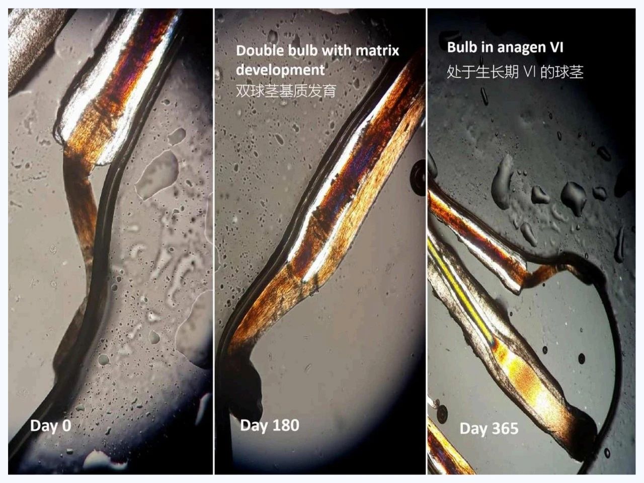 防脱红海谁在闷声发财？8大增长密码拉升230%复购的实战拆解！(图13)