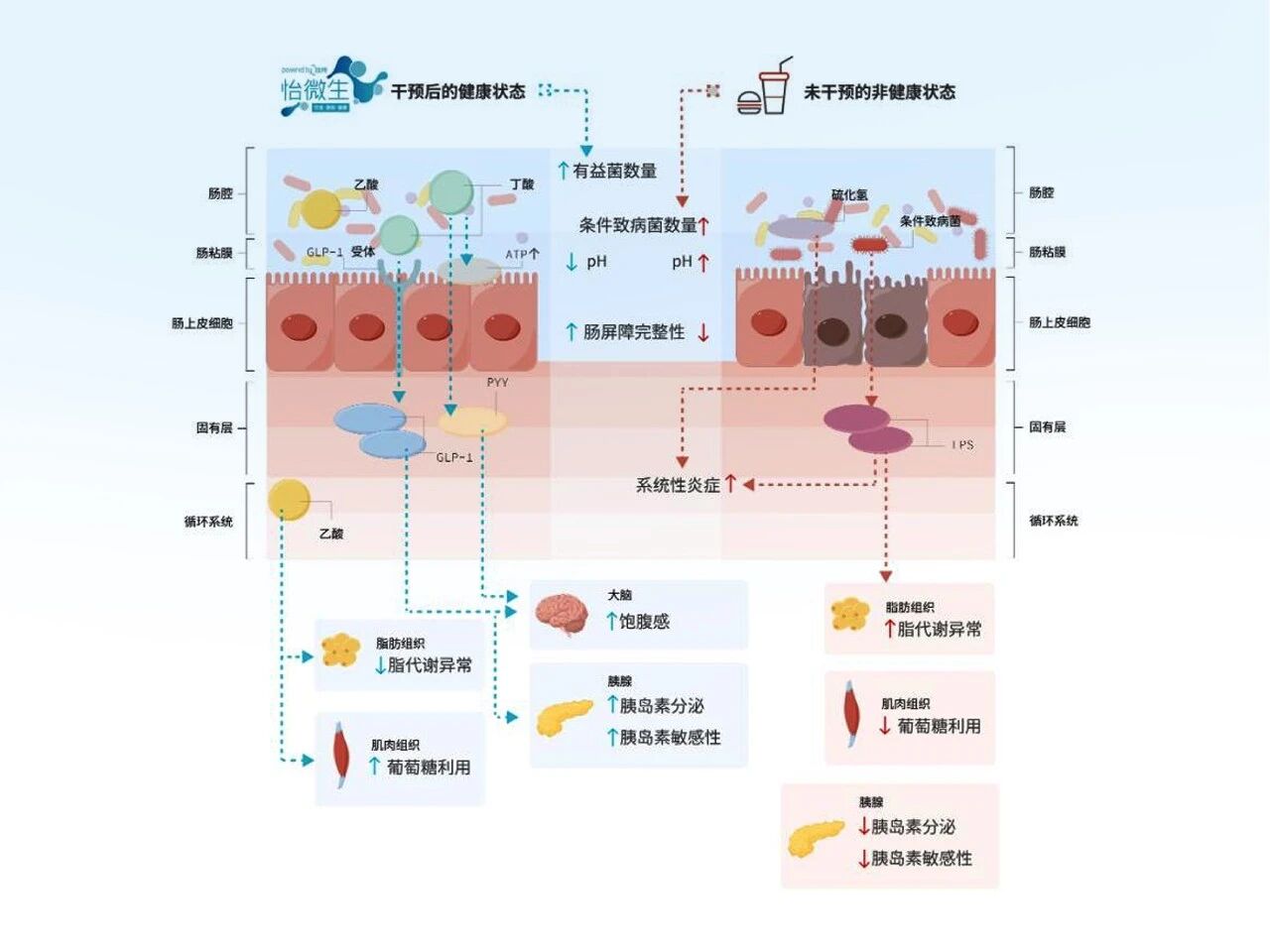 首度公开！怡微生®全球顶级研发体系：重构千亿肠道健康新版图！(图14)