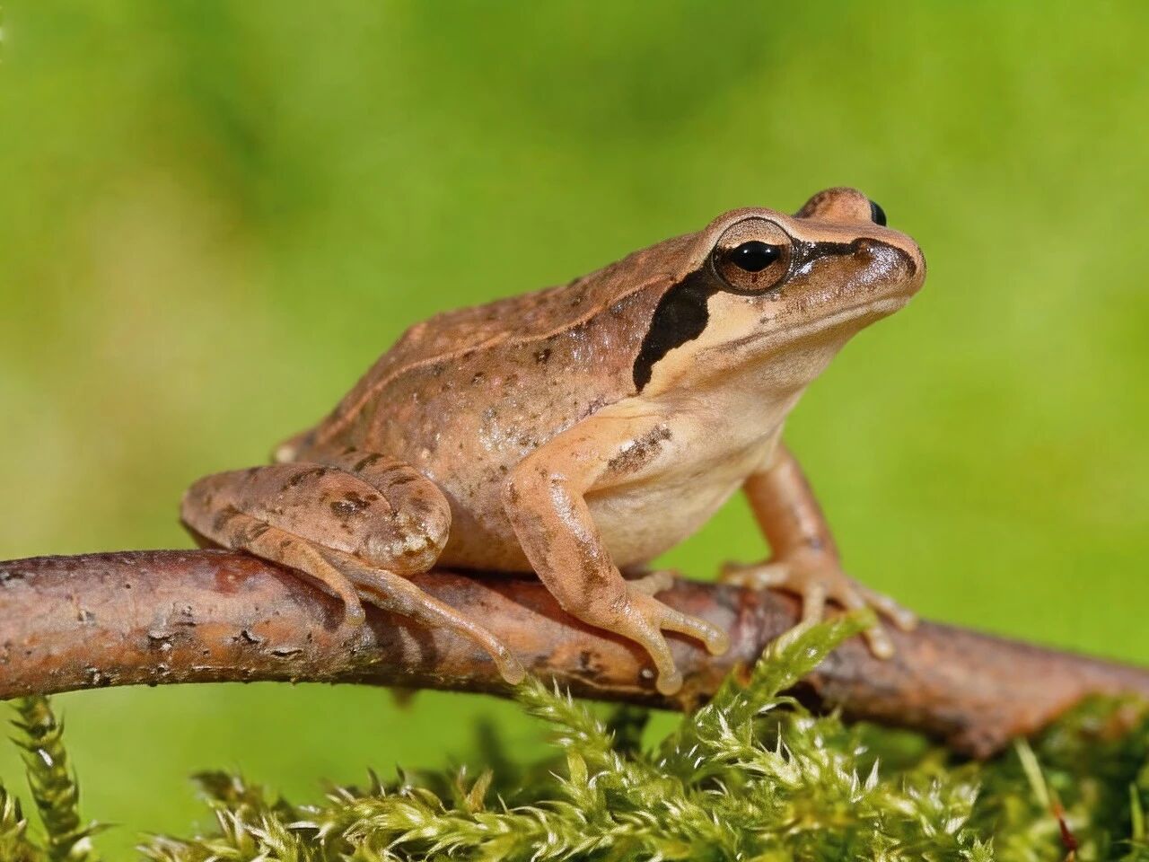 雪蛤低聚肽：从“高端炖品”到口服美容“爆品成分”的新蓝海！(图4)