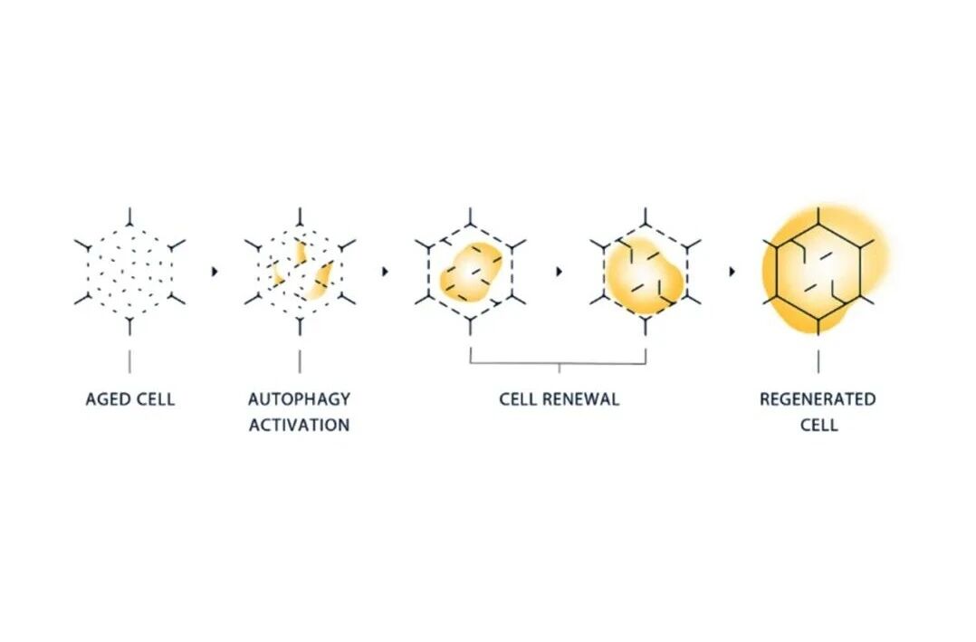 战略新原料：Nature子刊认证亚精胺全球金标准，掘金万亿抗衰蓝海！(图6)
